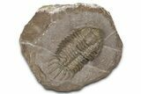 Crotalocephalus Trilobite - Jorf, Morocco #368601-1